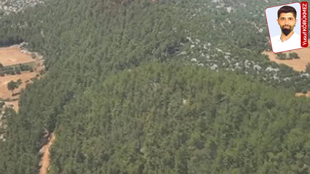 Akbelen Ormanı için kritik duruşma bugün görülecek, yurttaşlar ise adalet istiyor: 'Burada kamu yararı yok'