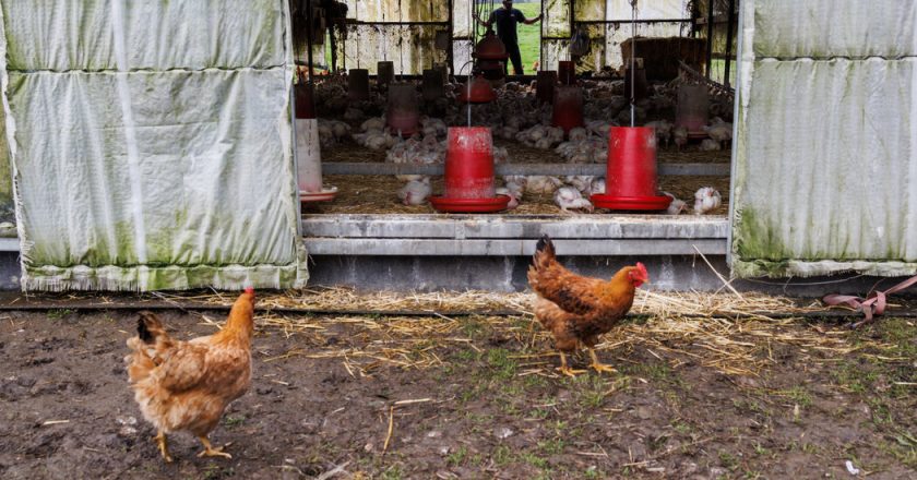 Per frenare l’influenza aviaria, i contribuenti pagano milioni per uccidere il pollame.  È necessario?