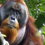 Orangutan seen healing his facial wound with medicinal plants