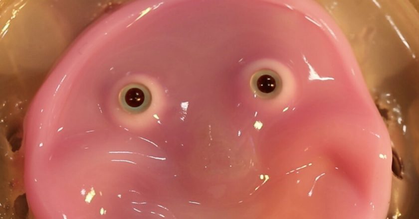 Robots get a meaty face (and a smile) in new research