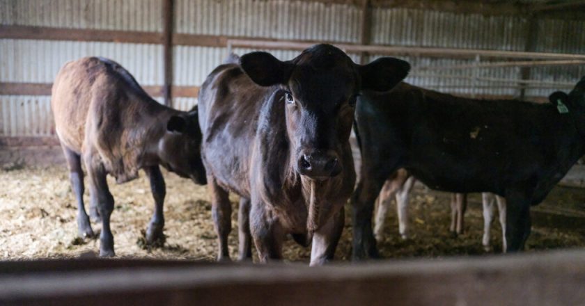 How is bird flu spread in cows?  An experiment brings some “good news.”