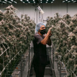 Within the 32 billion dollars industry, transforming marijuana