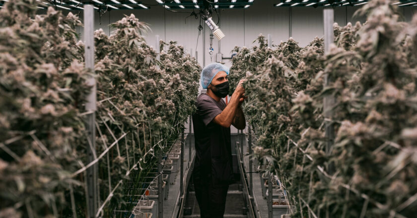 Within the 32 billion dollars industry, transforming marijuana