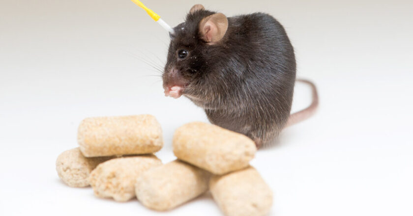 What rodents almost brain know about weight loss and hunger