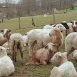 How the cardiologist who serves his Sundays for sheep passes
