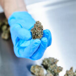 Limited Benefits Found in Medical Cannabis Use Review